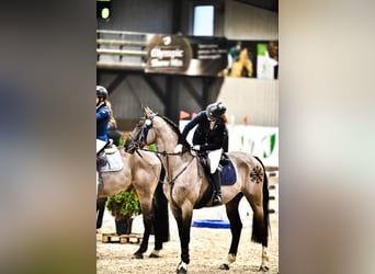 Zangersheide, Caballo castrado, 12 años, 165 cm, Negro