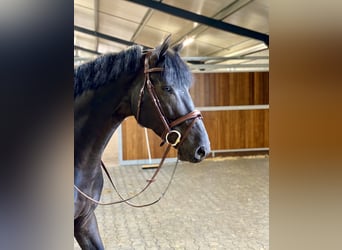 Zangersheide, Caballo castrado, 12 años, 166 cm, Negro