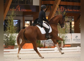 Zangersheide, Caballo castrado, 12 años, 168 cm, Alazán