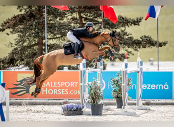 Zangersheide, Caballo castrado, 12 años, 170 cm, Alazán-tostado