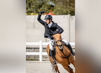 Zangersheide, Caballo castrado, 12 años, 170 cm, Alazán-tostado