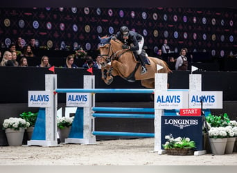 Zangersheide, Caballo castrado, 12 años, 170 cm, Alazán-tostado