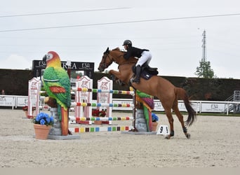 Zangersheide, Caballo castrado, 12 años, 170 cm, Alazán-tostado