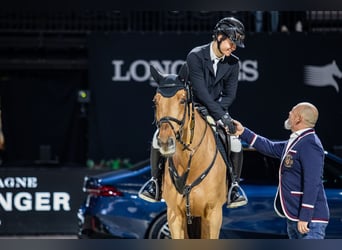 Zangersheide, Caballo castrado, 12 años, 170 cm, Alazán-tostado