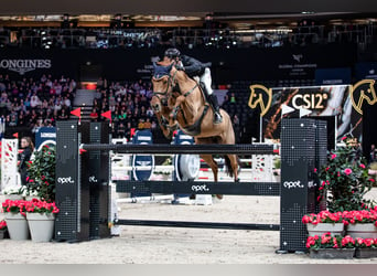 Zangersheide, Caballo castrado, 12 años, 170 cm, Alazán-tostado