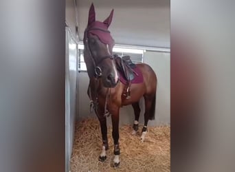 Zangersheide, Caballo castrado, 12 años, 170 cm, Castaño oscuro