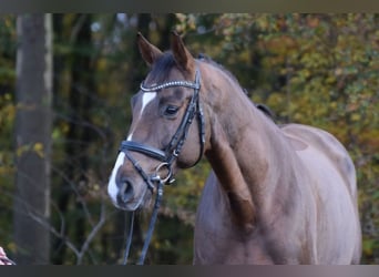 Zangersheide, Caballo castrado, 12 años, 172 cm, Alazán-tostado