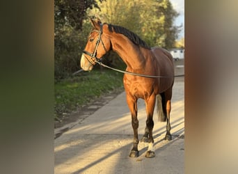 Zangersheide, Caballo castrado, 12 años, 173 cm, Castaño