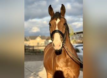 Zangersheide, Caballo castrado, 12 años, 173 cm, Castaño