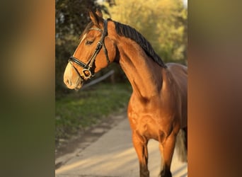 Zangersheide, Caballo castrado, 12 años, 173 cm, Castaño