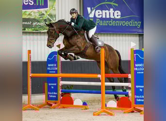 Zangersheide, Caballo castrado, 12 años, 179 cm, Castaño oscuro