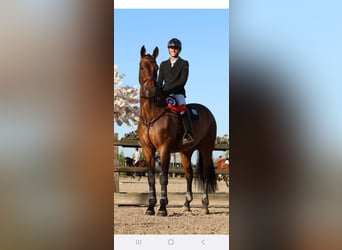 Zangersheide, Caballo castrado, 12 años, 179 cm, Castaño oscuro
