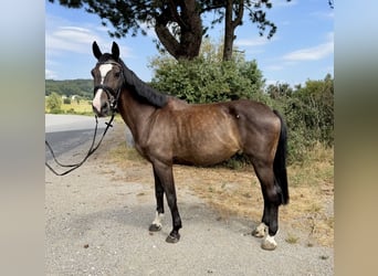 Zangersheide, Caballo castrado, 13 años, 163 cm, Castaño