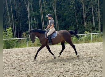 Zangersheide, Caballo castrado, 13 años, 163 cm, Castaño