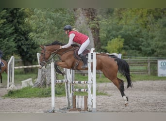 Zangersheide, Caballo castrado, 13 años, 167 cm, Morcillo