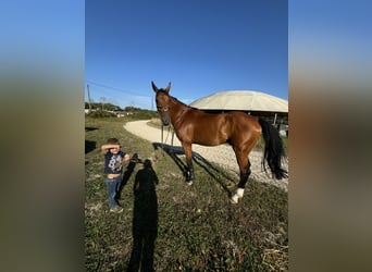 Zangersheide, Caballo castrado, 13 años, 167 cm, Morcillo