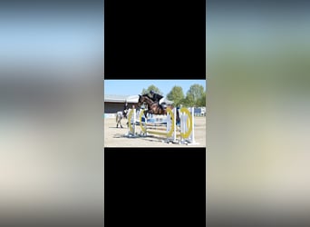 Zangersheide, Caballo castrado, 13 años, 168 cm, Castaño