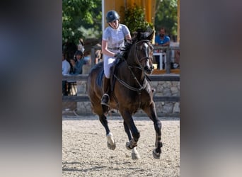Zangersheide, Caballo castrado, 13 años, 168 cm, Castaño oscuro