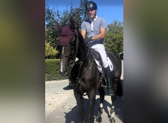 Zangersheide, Caballo castrado, 13 años, 170 cm, Castaño oscuro