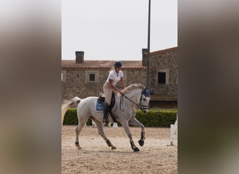 Zangersheide, Caballo castrado, 13 años, 170 cm, Tordo