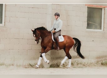 Zangersheide, Caballo castrado, 13 años, 175 cm, Castaño