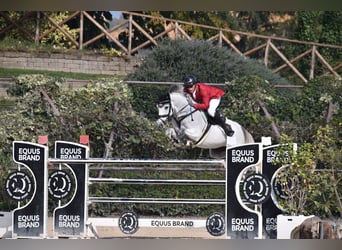 Zangersheide, Caballo castrado, 14 años, 157 cm, Tordo