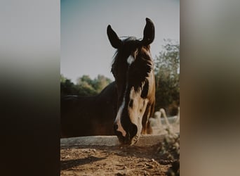 Zangersheide, Caballo castrado, 14 años, 168 cm, Castaño oscuro