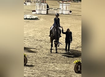 Zangersheide, Caballo castrado, 14 años, 168 cm, Castaño oscuro