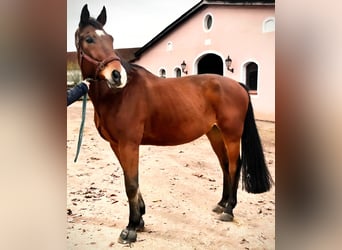 Zangersheide, Caballo castrado, 14 años, 170 cm, Castaño