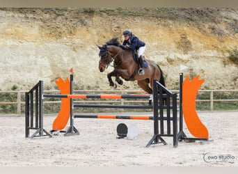 Zangersheide, Caballo castrado, 14 años, 170 cm, Castaño oscuro