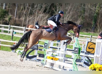 Zangersheide, Caballo castrado, 14 años, 170 cm, Castaño oscuro