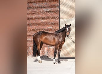 Zangersheide, Caballo castrado, 14 años, 170 cm, Castaño oscuro