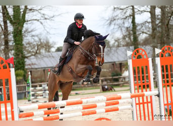 Zangersheide, Caballo castrado, 14 años, 170 cm, Castaño oscuro