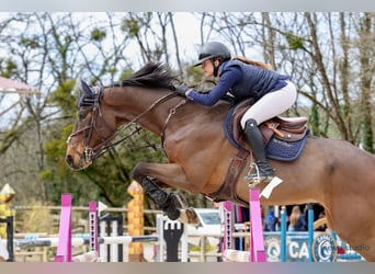 Zangersheide, Caballo castrado, 14 años, 170 cm, Castaño oscuro