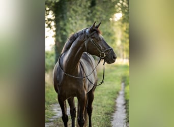 Zangersheide, Caballo castrado, 15 años, 164 cm, Morcillo
