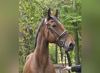 Zangersheide, Caballo castrado, 15 años, 172 cm, Castaño