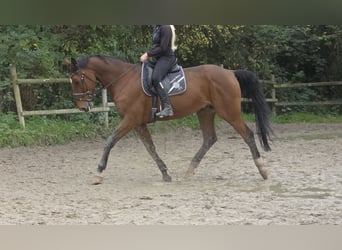 Zangersheide, Caballo castrado, 15 años, 172 cm, Castaño