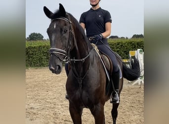 Zangersheide, Caballo castrado, 15 años, 175 cm, Castaño oscuro