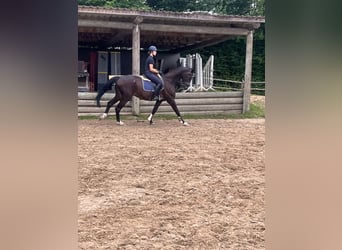 Zangersheide, Caballo castrado, 15 años, 175 cm, Castaño oscuro