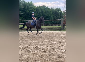 Zangersheide, Caballo castrado, 15 años, 175 cm, Castaño oscuro