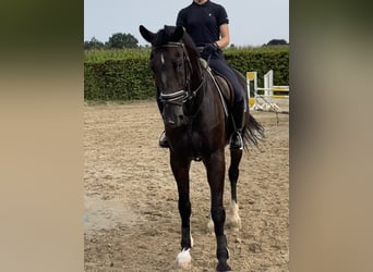 Zangersheide, Caballo castrado, 15 años, 175 cm, Castaño oscuro