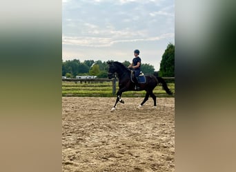 Zangersheide, Caballo castrado, 15 años, 175 cm, Castaño oscuro