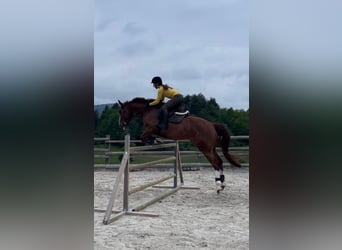 Zangersheide, Caballo castrado, 16 años, 163 cm, Alazán-tostado