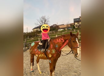 Zangersheide, Caballo castrado, 16 años, 163 cm, Alazán-tostado