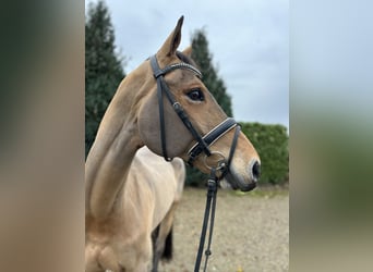 Zangersheide, Caballo castrado, 16 años, 169 cm, Castaño claro