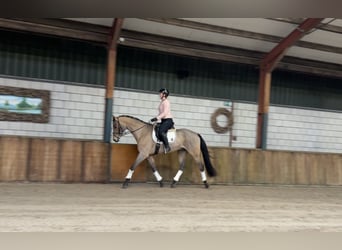 Zangersheide, Caballo castrado, 16 años, 169 cm, Castaño claro