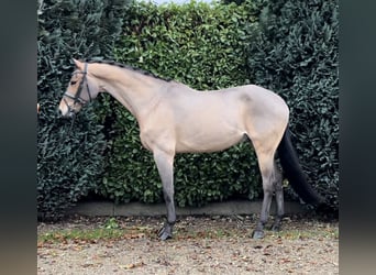 Zangersheide, Caballo castrado, 16 años, 169 cm, Castaño claro