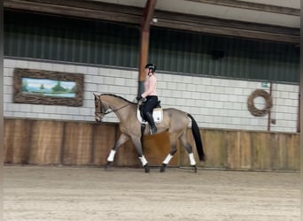 Zangersheide, Caballo castrado, 16 años, 169 cm, Castaño claro