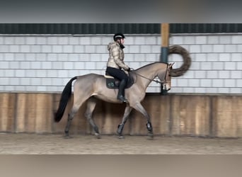 Zangersheide, Caballo castrado, 16 años, 169 cm, Castaño claro