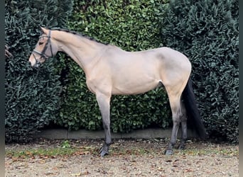 Zangersheide, Caballo castrado, 16 años, 169 cm, Castaño claro